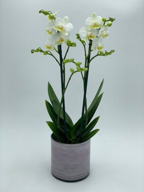 PLANTA DE MINI ORQUIDEA.